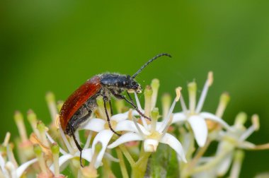 Bug on flower