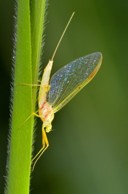 Closeup of mayfly (Ephemeroptera) on leaf - Profile clipart