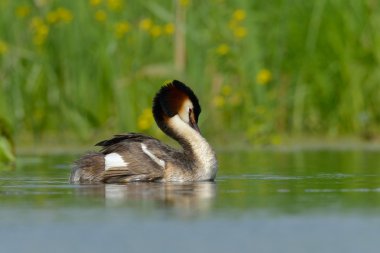 Water bird on the lake (podiceps cristatus) clipart