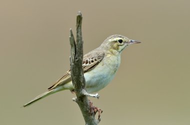 Kır incir kuşu (anthus campestris doğal ortamlarında)