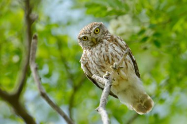 The little owl in natural habitat (Athene noctua) clipart