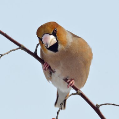 Adult hawfinch on branch (coccothraustes coccothraustes) clipart