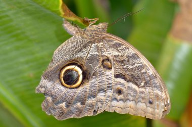 Owl butterfly the entire wing surface resembles the owl's face is a very clever disguise. clipart