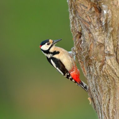 Woodpecker (Picoides Pubescens) clipart