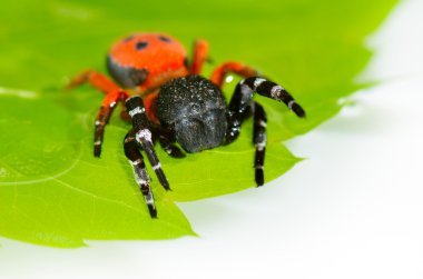Uğur böceği örümcek çiçek (eresus cinnaberinus)