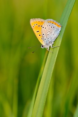 Kelebek doğal ortamlarında (plebejus argus)