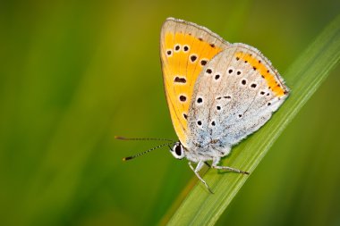 Kelebek doğal ortamlarında (plebejus argus)