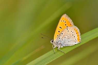 Kelebek doğal ortamlarında (plebejus argus)