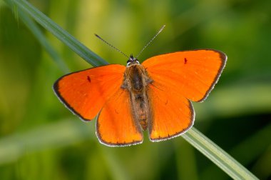 Doğal yaşam (lycaena dispar kelebek)