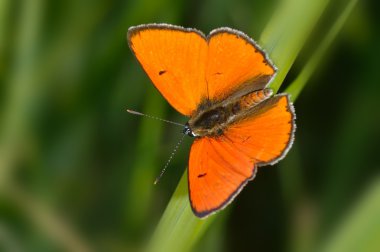 Doğal yaşam (lycaena dispar kelebek)