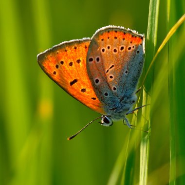 Doğal yaşam (lycaena dispar kelebek)