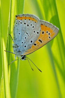 Kelebek doğal ortamlarında (plebejus argus)