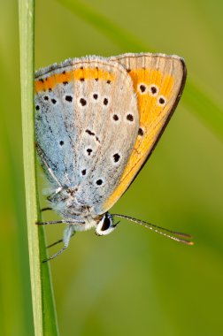 Kelebek doğal ortamlarında (plebejus argus)