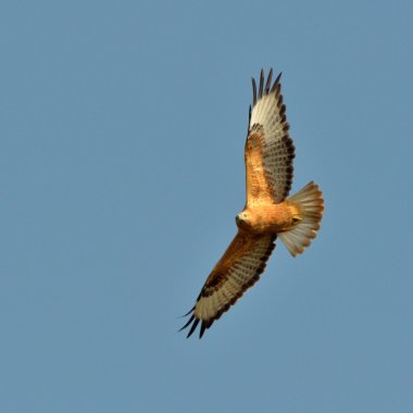 Şahin (buteo lagopus uçan)