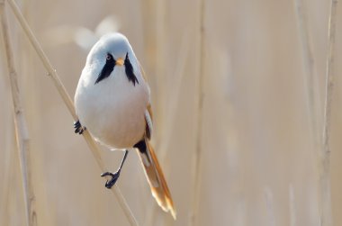 beraded meme, erkek - baştankara (panurus biarmicus)