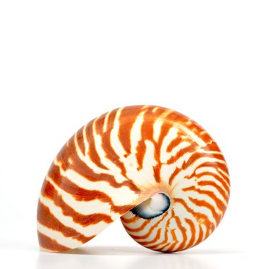 Nautilus shell isolated on white background clipart