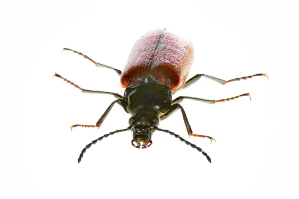 Bug isolado no fundo branco — Fotografia de Stock