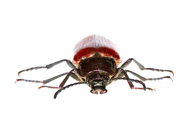 Bug isolated on white background — Stock Photo, Image