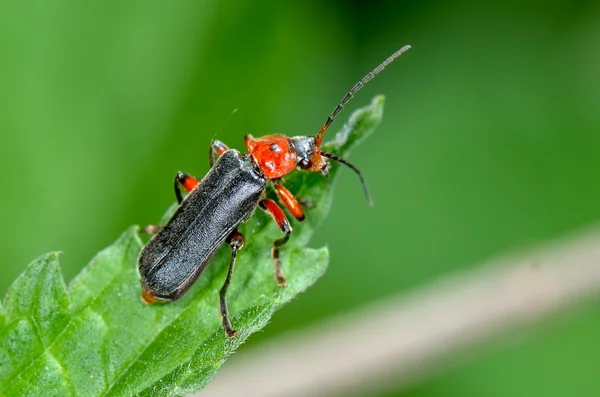 Käfer auf grünem Blatt — Stockfoto