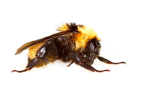 Бджола ізольовані — стокове фото