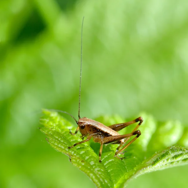 stock image Grasshopper on green leaf