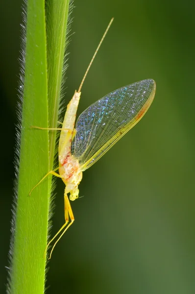 Nahaufnahme von Eintagsfliege (Ephemeroptera) auf Blatt - Profil — Stockfoto