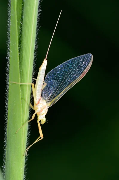Close up of mayfly (Ephemeroptera) on leaf - Profile — стоковое фото