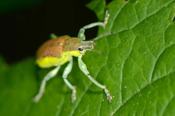 녹색 잎에 붙어 있는 벌레 — 스톡 사진