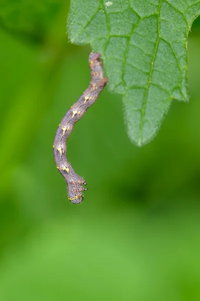 Caterpillar hanging on plant — Stock Photo, Image
