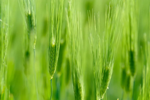 Primo piano del campo cerealicolo in estate — Foto Stock