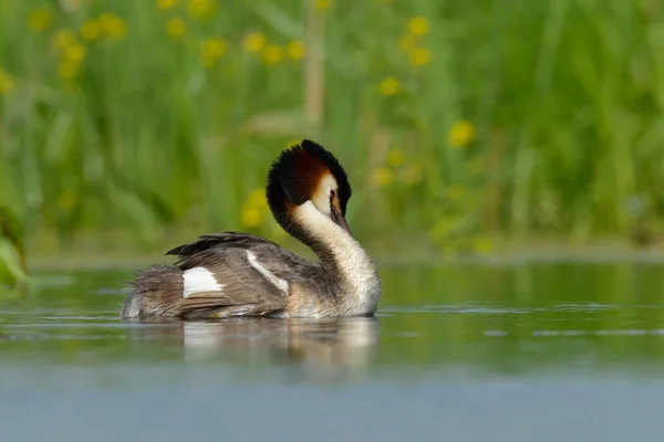 Water vogels op het meer (podiceps cristatus) — Stockfoto