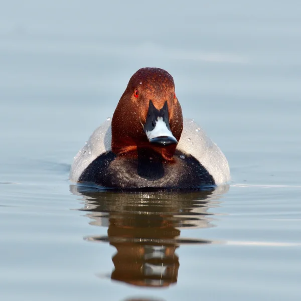 Duck on the lake (aythya ferina) — Stock Photo, Image