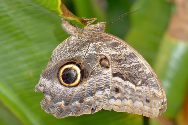 stock image Owl butterfly the entire wing surface resembles the owl's face is a very clever disguise.