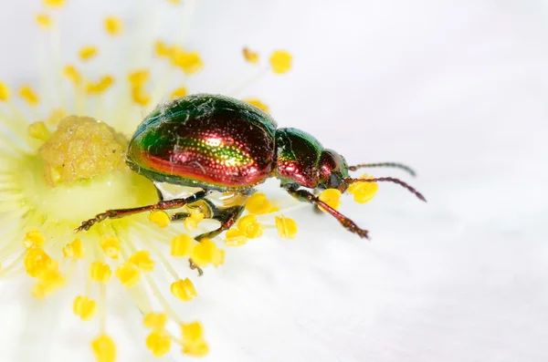 Bug on flower (chrysomelid) — Stock Photo, Image