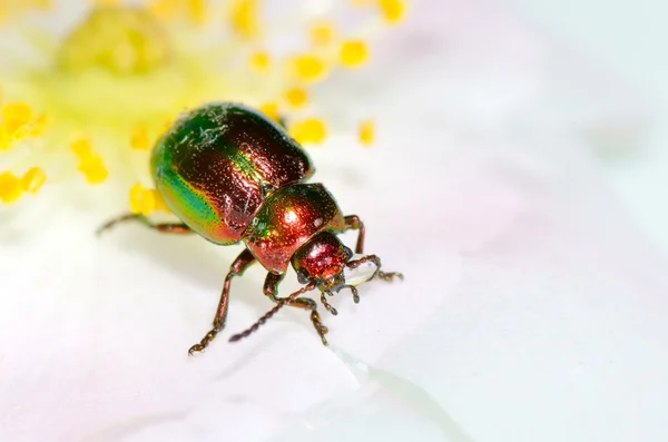 Bug na kwiat (chrysomelid) — Zdjęcie stockowe