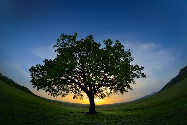 Самотнє дерево на полі на світанку — стокове фото