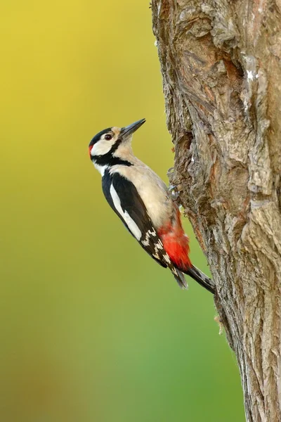 Woodpecker (Picoides Pubescens) — Stock Photo, Image