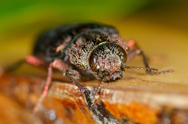 Bug no habitat natural (dicerca ) — Fotografia de Stock