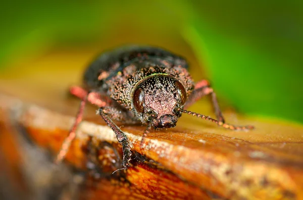 Käfer im natürlichen Lebensraum (Dicerca)) — Stockfoto