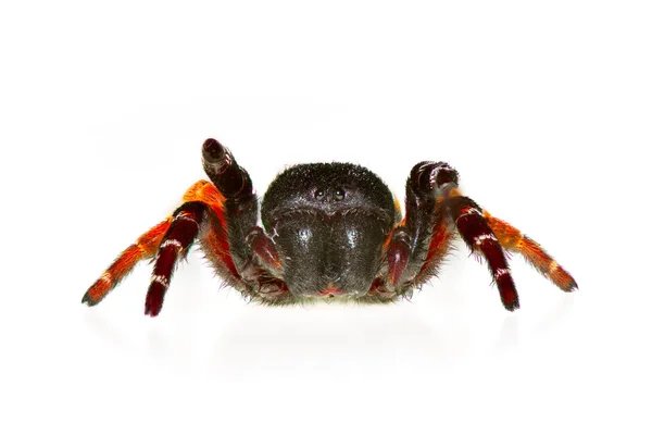 Uğur böceği örümcek çiçek (eresus cinnaberinus) — Stok fotoğraf