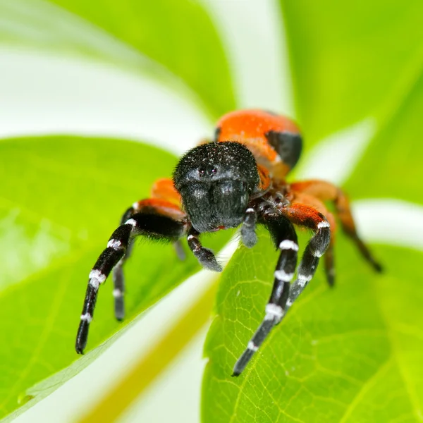 Mariehøne edderkop på blomst (eresus cinnaberinus ) - Stock-foto