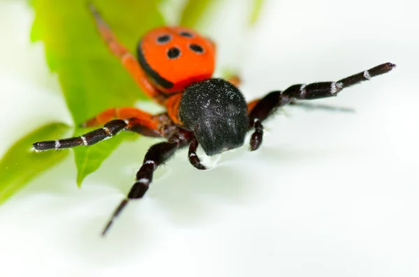 Mariehøne edderkop på blomst (eresus cinnaberinus ) - Stock-foto