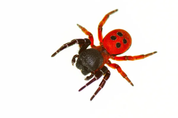Uğur böceği örümcek çiçek (eresus cinnaberinus) — Stok fotoğraf