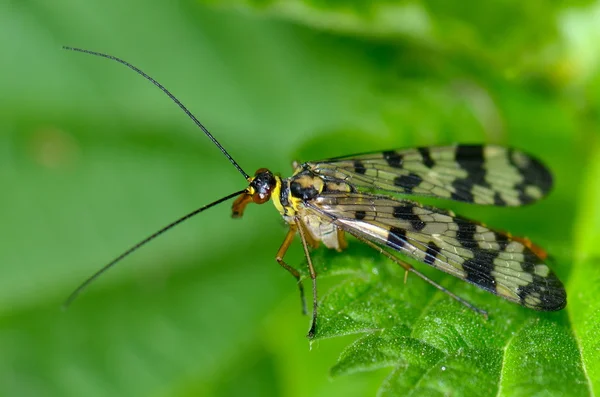 Бабочка в естественной среде обитания (aporia crataegi ) — стоковое фото