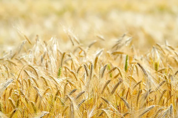 Primer plano del campo de cereales dorados en verano — Foto de Stock