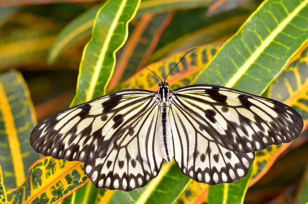 Exotiska fjäril i naturliga livsmiljöer (idén leuconoe chersonesia) — Stockfoto