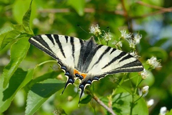 Motyl w naturalnym środowisku (żeglarz) — Zdjęcie stockowe