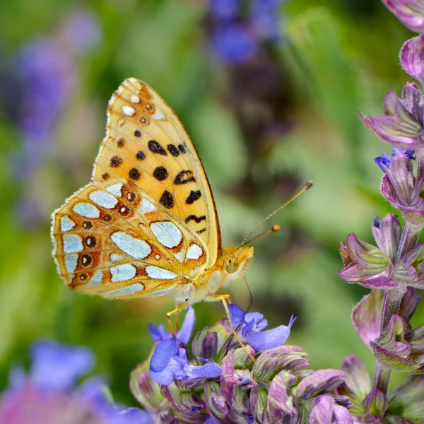 Butterfly in natuurlijke habitat (issoria lathonia) — Stockfoto