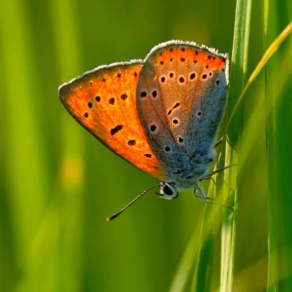 Mariposa en hábitat natural (lycaena dispar ) — Foto de Stock