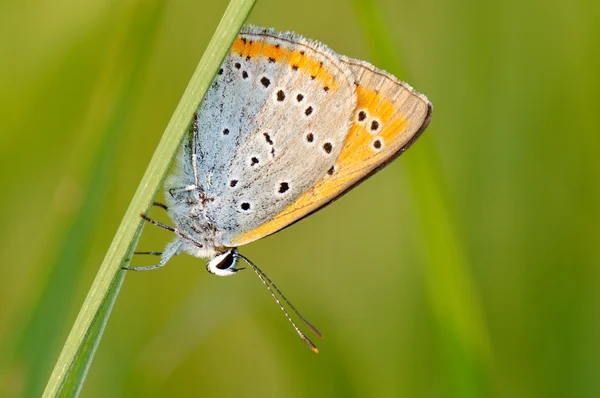 Schmetterling im natürlichen Lebensraum (plebejus argus)) — Stockfoto